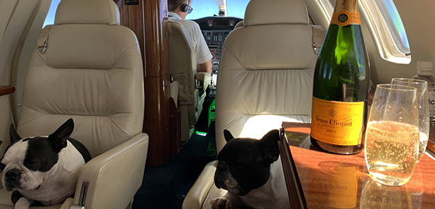 pet flights
